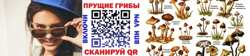 Псилоцибиновые грибы Psilocybine cubensis  darknet телеграм  Можга 